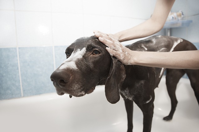 bain du chien