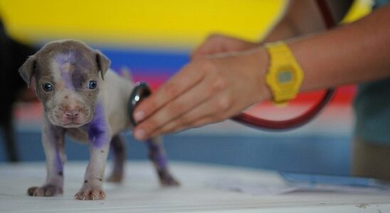 carte vitale animaux