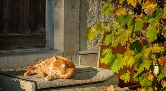 chat canicule