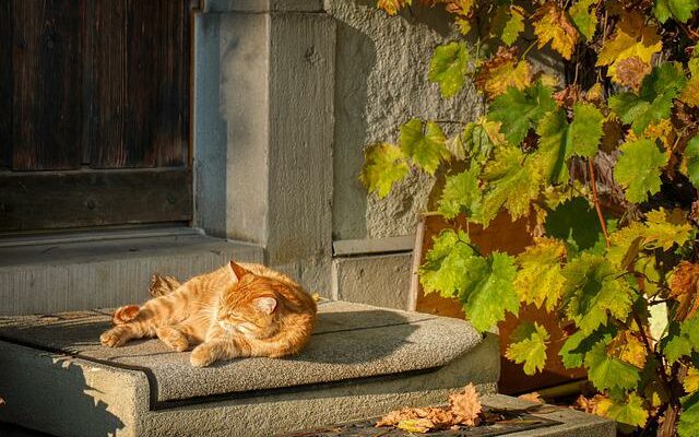 chat canicule
