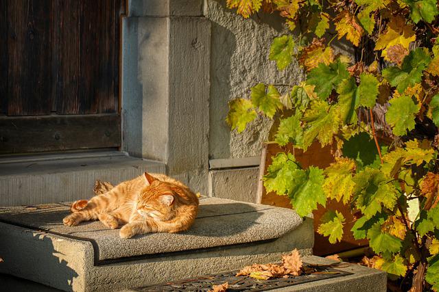 chat canicule