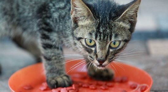 chat qui mange