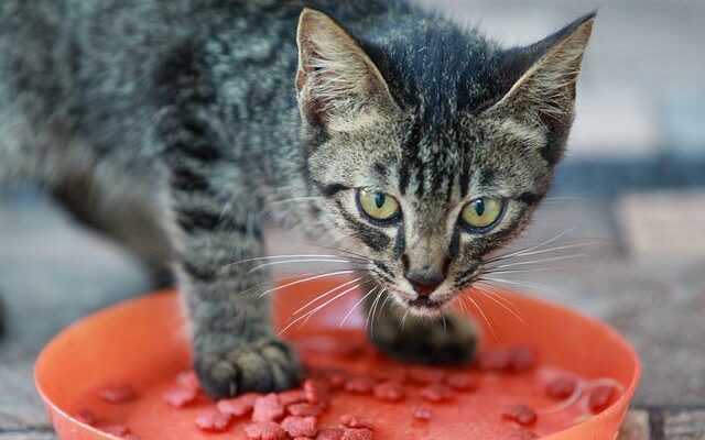 chat qui mange