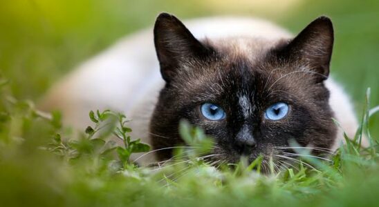 Chat siamois conseils