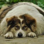 chien obèse