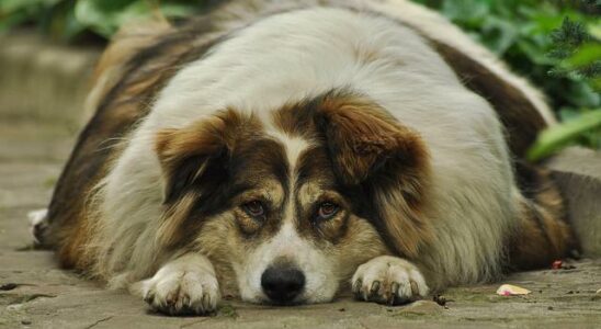 chien obèse