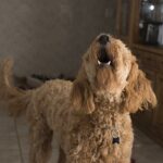 chien qui aboie