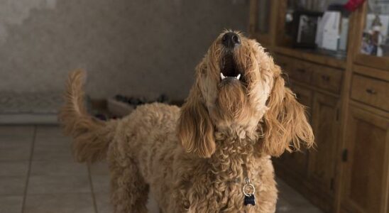 chien qui aboie