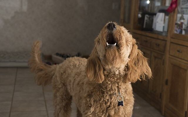 chien qui aboie