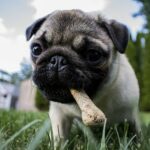 chien qui mange