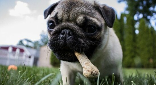 chien qui mange