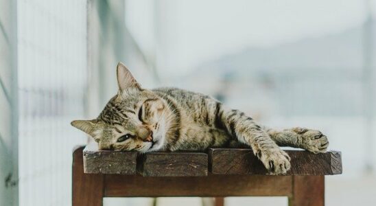 cotte caca et litiere chat