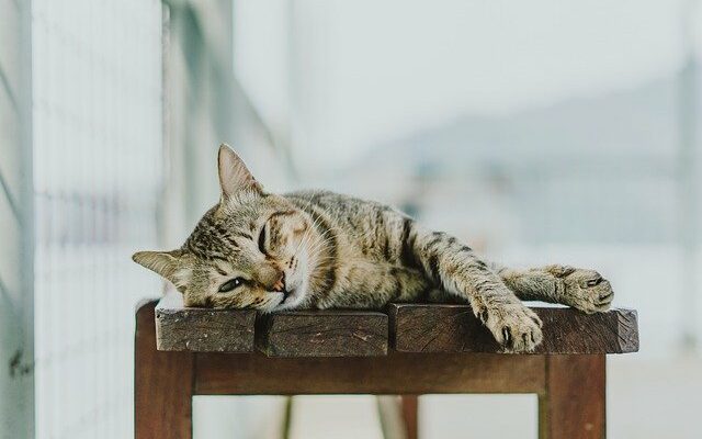 cotte caca et litiere chat