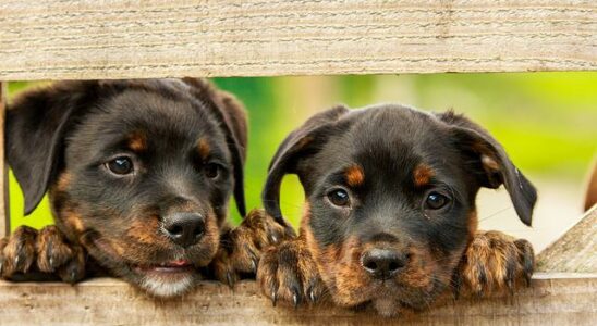 devis assurance animaux