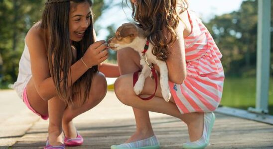 dog sitter