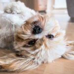 laver son chien