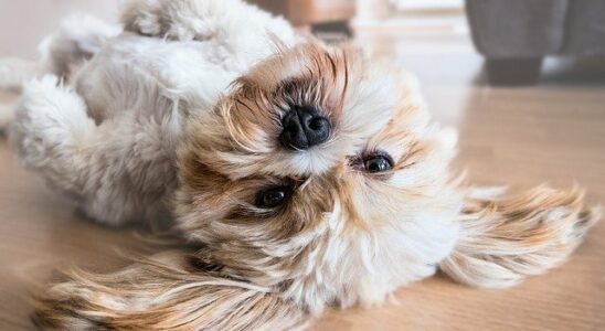 laver son chien