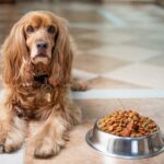 nourir un chien