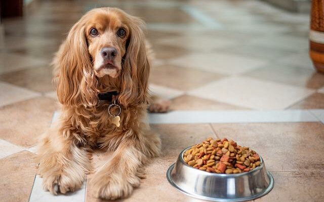 nourir un chien