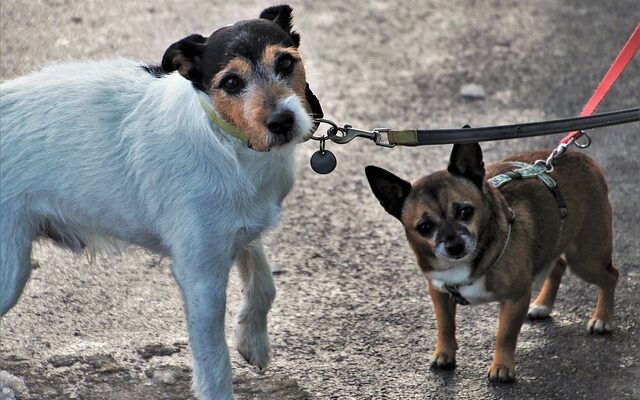 pet sitter
