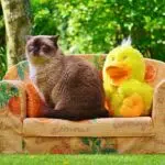 pipi de chat sur canapé