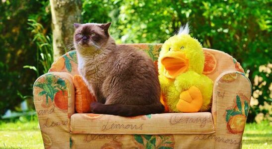 pipi de chat sur canapé