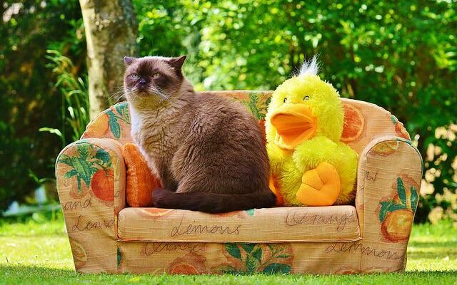 pipi de chat sur canapé
