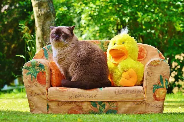 pipi de chat sur canapé