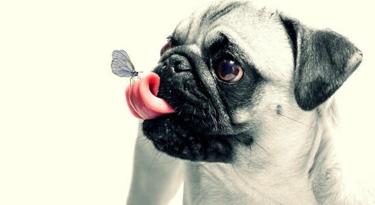 pourquoi le chien leche le sol