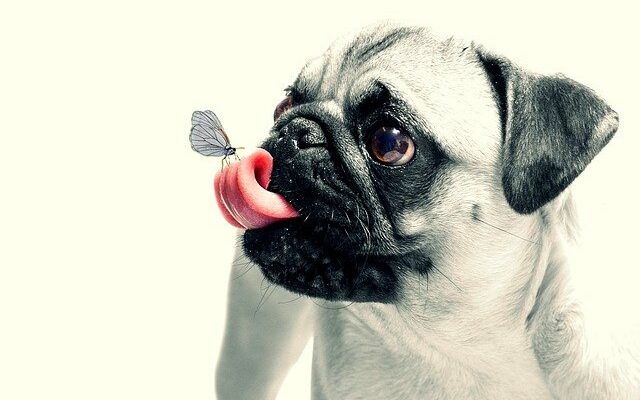 pourquoi le chien leche le sol
