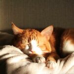 prendre soin des animaux l'été