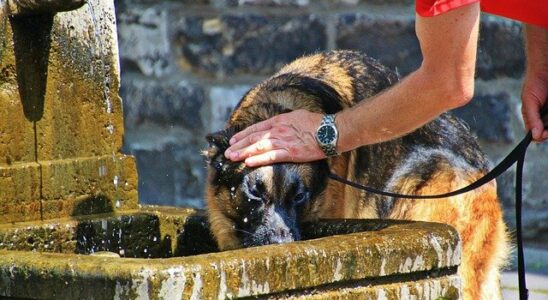 santé chien été