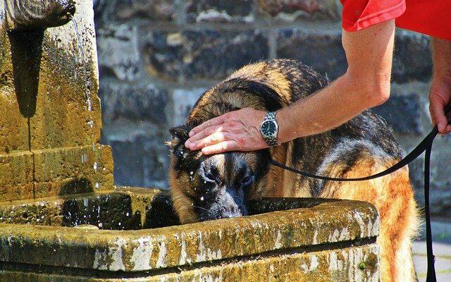 santé chien été