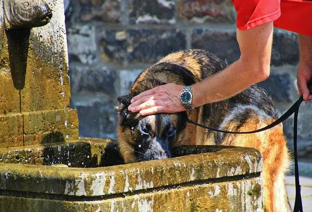 santé chien été