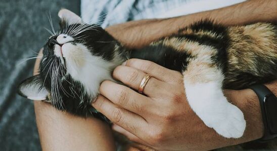 soin animaux