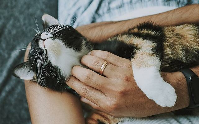 soin animaux