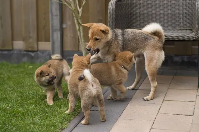 choisir son shiba inu