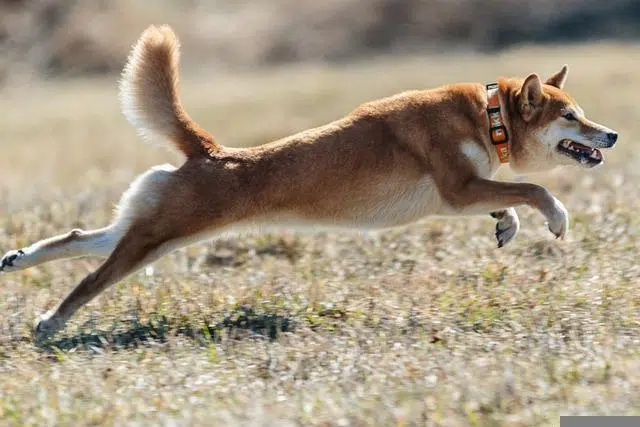 danger shiba inu