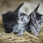 litiere chat