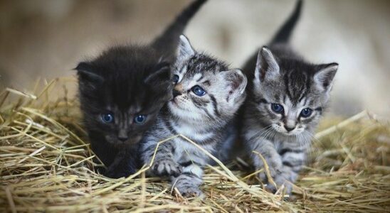 litiere chat