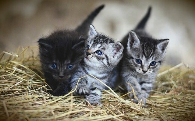 litiere chat