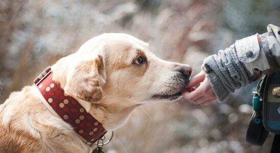 piqure de frelon sur chien