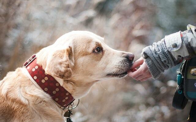 piqure de frelon sur chien