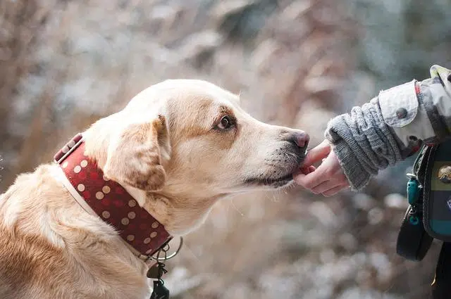 piqure de frelon sur chien