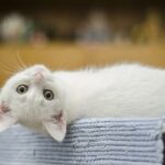 sevrage et alimentation du chaton