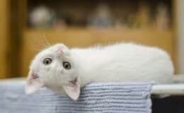sevrage et alimentation du chaton