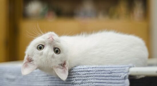 sevrage et alimentation du chaton