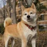 shiba inu