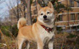 shiba inu