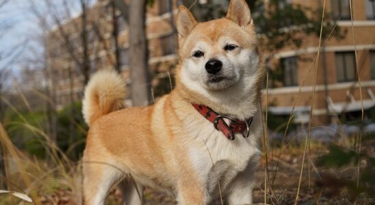 shiba inu